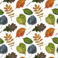 Collection of multicolored fallen autumn leaves isolated on white background. Watercolor illustration Royalty Free Stock Photo