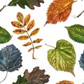 Collection of multicolored fallen autumn leaves isolated on white background. Watercolor illustration Royalty Free Stock Photo