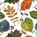 Collection of multicolored fallen autumn leaves isolated on white background. Watercolor illustration Royalty Free Stock Photo