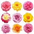 Collection multicolored flowers head roses isolated on a white background