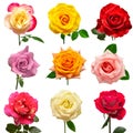 Collection multicolored flowers head roses