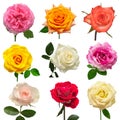 Collection multicolored flowers head roses