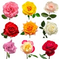 Collection multicolored flowers head roses