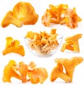 Collection of mushroom chanterelle