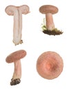Collection of the mushroom wooly milkcap, Lactarius torminosus isolated on white background