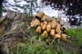 A collection of mushrooms at the base of a cut tree trunk. Royalty Free Stock Photo