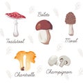 Collection of mushrooms and leaves. Vector isolated illustrations. Toadstool, bolete, morel, chanterelle, champignon.