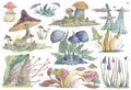 Collection of mushrooms, plants, fungi, lichen and moss. Decorative fantasy floral elements set. Isolated objects on white backgro