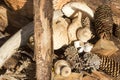 Collection of mushrooms, wood, bark and others