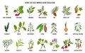 Collection of natural herbs for blood circulation
