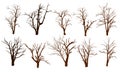 Collection of natural trees silhouettes on white background, dry tree,fall season