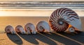 Nautilus Shells Lined Up on Sandy Beach at Sunset Royalty Free Stock Photo
