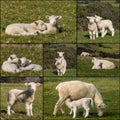 Collection of newborn lambs