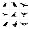 Collection of nine bird silhouettes in a grid on white paper Royalty Free Stock Photo
