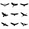 Collection of nine black and white bird silhouettes in flight Royalty Free Stock Photo