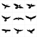 Collection of nine black and white flying bird silhouette images Royalty Free Stock Photo