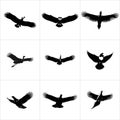 Collection of nine black and white flying birds silhouette images Royalty Free Stock Photo