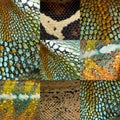 Collection of nine colorful reptile skin Royalty Free Stock Photo