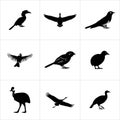 A collection of nine different bird silhouettes on white squares Royalty Free Stock Photo
