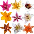 Collection of nine different lily flowers