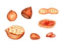 Collection of nuts: peanuts, hazelnut, walnut and pine nut. Watercolor hand drawn illustration. Isolated Royalty Free Stock Photo