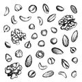 Collection nuts sketch illustration background hand drawn ink