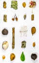 Collection of objects - stone, leaf, shell, moss, seed, dry flower, dry branch