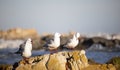 African Sea Gulls sittingd on rocks on a beachfront shore.