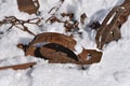 Jump trap laying in the winter snow