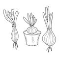 Collection onion vegetable. Onion lettuce and bulb in pot, seedlings. Isolated vector linear hand drawn doodles.