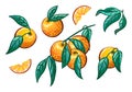 Collection of orange branches on a white background. Fruit wreath, orange slices Vector set. Royalty Free Stock Photo