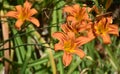 Collection of Orange Day Lilies Blooming in a Garden Royalty Free Stock Photo