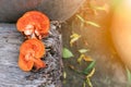 Collection of orange mushrooms growing on dead tree trunks,Pycnoporus cinnabarinus, also known as cinnabar polypore