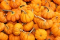 A collection of orange pumpkins on an autumn market in Switzerlad Royalty Free Stock Photo