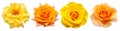 Collection orange and yellow flowers head roses isolated on a white background
