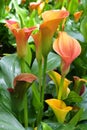 Collection of orange red and yellow infloresences of Zantedeschia sp. or Calla Lily plant
