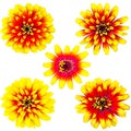 Collection of orange and yellow zinnia flower