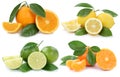 Collection of oranges lemons fruits isolated on white Royalty Free Stock Photo