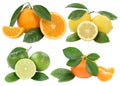 Collection of oranges mandarin lemon fruits isolated on white Royalty Free Stock Photo