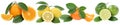 Collection of oranges mandarin lemon fruits in a row isolated on Royalty Free Stock Photo
