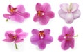 Collection orchid