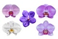 Collection of orchid flowers isolated on white background Royalty Free Stock Photo