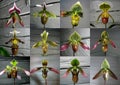 Collection of orchid Paphiopedilum