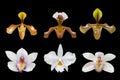 collection of orchid (Paphiopedilum Maudiae) isolated on black background - clipping paths