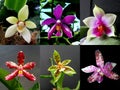 Collection of orchid Phalaenopsis