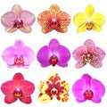 Collection of orchid phalenopsis flower Royalty Free Stock Photo