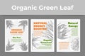 Collection organic green leaf sketch poster vector illustration. Set natural energy booster Royalty Free Stock Photo