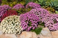 Collection of Osteospermum African Daisies in a Garden