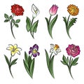 Collection of outlined flowers. Calla, rose, tulip, lily, peony