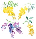 Collection of painted watercolor floral elements. Wisteria flowers.